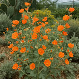 SPHAERALCEA munroana (Munro's Globemallow)