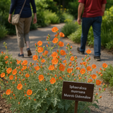 SPHAERALCEA munroana (Munro's Globemallow)