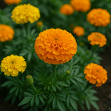 TAGETES erecta 'Crackerjack' (African Marigold - Crackerjack)