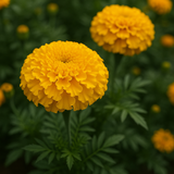 TAGETES erecta 'Crackerjack' (African Marigold - Crackerjack)