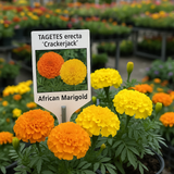 TAGETES erecta 'Crackerjack' (African Marigold - Crackerjack)