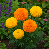TAGETES erecta 'Crackerjack' (African Marigold - Crackerjack)