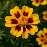 TAGETES patula 'Dainty Marietta' (French Marigold, Single - Dainty Marietta)