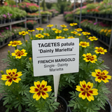 TAGETES patula 'Dainty Marietta' (French Marigold, Single - Dainty Marietta)