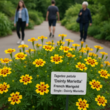 TAGETES patula 'Dainty Marietta' (French Marigold, Single - Dainty Marietta)