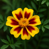 TAGETES patula 'Naughty Marietta' (French Marigold, Single - Naughty Marietta)