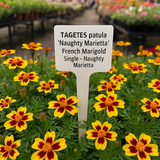 TAGETES patula 'Naughty Marietta' (French Marigold, Single - Naughty Marietta)