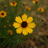THELESPERMA filifolium (Greenthread)
