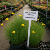 THELESPERMA filifolium (Greenthread)