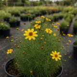THELESPERMA filifolium (Greenthread)