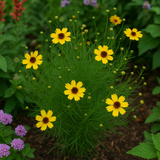 THELESPERMA filifolium (Greenthread)