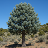 Pinus cembroides monophylla (Blue needled Pinyon Pine, Pinyon Pine)