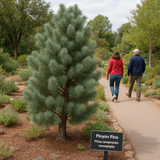 Pinus cembroides monophylla (Blue needled Pinyon Pine, Pinyon Pine)