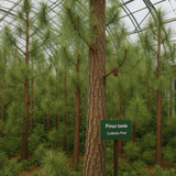 Pinus taeda (Loblolly Pine, Frankincense Pine)