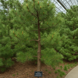 Pinus tabulaeformis (Chinese Table Pine, Southern Chinese Pine)