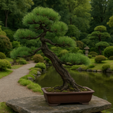 Pinus thunbergii (Japanese Black Pine)