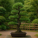 Pinus thunbergii (Japanese Black Pine)