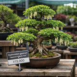 Styphnolobium japonicum, Sophora japonica (Chinese Scholar Tree, Japanese Pagoda Tree)