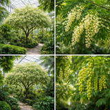 Styphnolobium japonicum, Sophora japonica (Chinese Scholar Tree, Japanese Pagoda Tree)