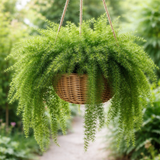 Asparagus densiflorus ‘Sprengeri’ (Basket Fern, Emerald Fern, Sprengeri Asparagus Fern)
