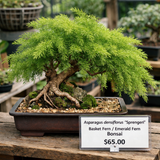 Asparagus densiflorus ‘Sprengeri’ (Basket Fern, Emerald Fern, Sprengeri Asparagus Fern)