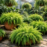 Asparagus densiflorus ‘Sprengeri’ (Basket Fern, Emerald Fern, Sprengeri Asparagus Fern)