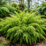 Asparagus densiflorus ‘Sprengeri’ (Basket Fern, Emerald Fern, Sprengeri Asparagus Fern)