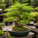 Asparagus setaceus (Asparagus Fern, Climbing Asparagus, Grass Fern, Lace Fern)