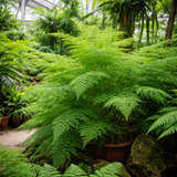 Asparagus setaceus (Asparagus Fern, Climbing Asparagus, Grass Fern, Lace Fern)