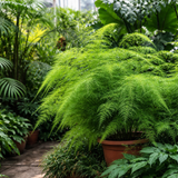 Asparagus setaceus (Asparagus Fern, Climbing Asparagus, Grass Fern, Lace Fern)