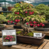 Euonymus atropurpureus (Burningbush, Eastern Wahoo, Indian Arrow Wood, Strawberry bush, Wahoo)