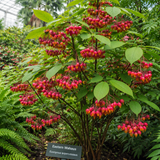 Euonymus atropurpureus (Burningbush, Eastern Wahoo, Indian Arrow Wood, Strawberry bush, Wahoo)