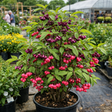 Euonymus atropurpureus (Burningbush, Eastern Wahoo, Indian Arrow Wood, Strawberry bush, Wahoo)