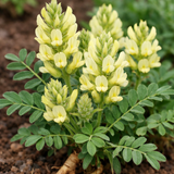 Astragalus membranceus (A. mongholicus, Huang Chi, Milk Vetch, Mongolian Milkvetch)