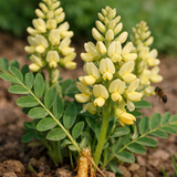 Astragalus membranceus (A. mongholicus, Huang Chi, Milk Vetch, Mongolian Milkvetch)
