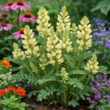 Astragalus membranceus (A. mongholicus, Huang Chi, Milk Vetch, Mongolian Milkvetch)