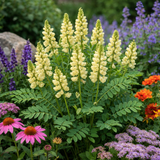 Astragalus membranceus (A. mongholicus, Huang Chi, Milk Vetch, Mongolian Milkvetch)