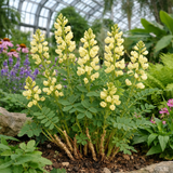 Astragalus membranceus (A. mongholicus, Huang Chi, Milk Vetch, Mongolian Milkvetch)