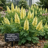 Astragalus membranceus (A. mongholicus, Huang Chi, Milk Vetch, Mongolian Milkvetch)
