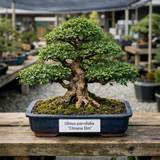 Ulmus parvifolia (winged) (Chinese Elm, Lacebark Elm)