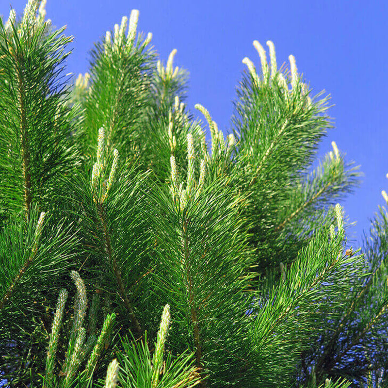 Pinus sylvestris (Scotland) (Scotch Pine (Scotland source)) Seedlings & Transplants Available for Spring Shipping