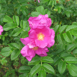 Rosa rugosa (Sand Rose, Hedgehog Rose, Wrinkled Rose, Rugosa rose, Japanese rose, Ramanas rose) Seedlings & Transplants Available for Spring Shipping