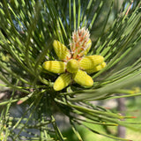 Pinus nigra (Austrian Pine, European Black Pine) Seedlings & Transplants Available for Spring Shipping