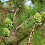 Larix decidua (European Larch) Seedlings & Transplants Available for Spring Shipping