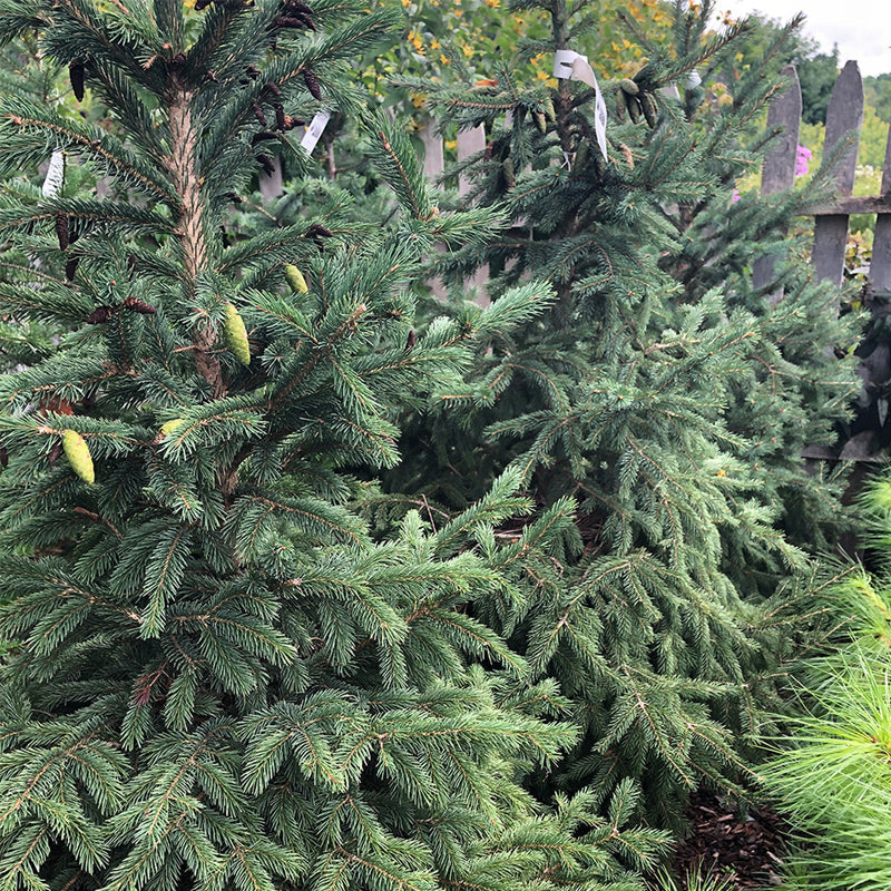 Picea glauca densata (Black Hills Spruce) Seedlings & Transplants Available for Spring Shipping