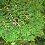 Thuja occidentalis (American Arborvitae, Eastern Arborvitae, White Cedar, Arborvitae) Seedlings & Transplants Available for Spring Shipping