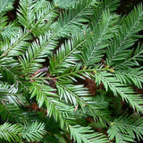 Sequoia sempervirens (Redwood, California Redwood, Coast Redwood) 52% Germ