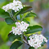 Aronia melanocarpa (Black Chokeberry) Seedlings & Transplants Available for Spring Shipping