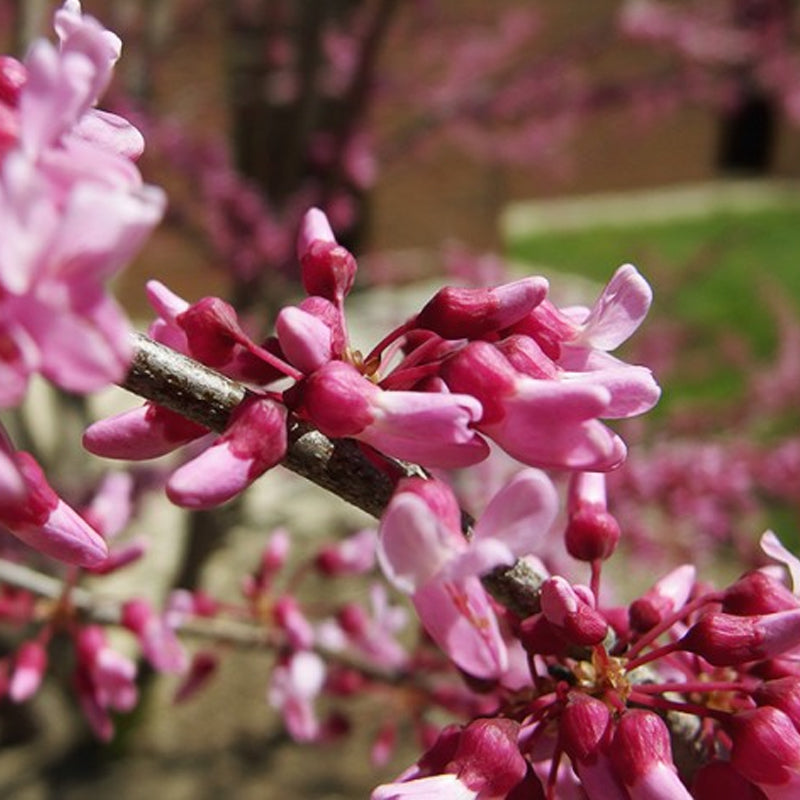 Cercis canadensis (Eastern Redbud, Northern Red Bud) Seedlings & Transplants Available for Spring Shipping
