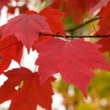 Acer rubrum Northern (Red Maple) Seedlings & Transplants Available for Spring Shipping